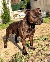 Étalon Staffordshire Bull Terrier - Niro (Sans Affixe)