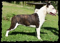 Étalon American Staffordshire Terrier - Vulcain's Canaille Oj tikky essence de malice