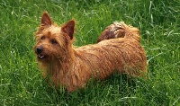 Étalon Australian Terrier - mongrel's Jaffa