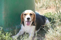 Étalon Beagle - Petunia dit pixelle De La Lisardière