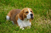 Étalon Beagle - Poppy du clos du bonheur