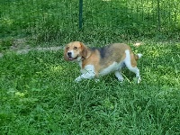 Étalon Beagle - Nicky (Sans Affixe)