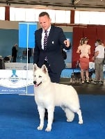 Étalon Berger Blanc Suisse - Born to be a star Of White Swan