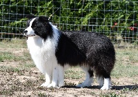 Étalon Border Collie - A jazz's black song carcassonne tolugo