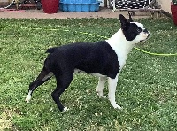 Étalon Boston Terrier - Only one lily Of Stella Majoris