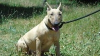 Étalon Bull Terrier - Piwy of the little troublemaker