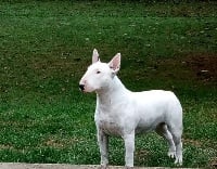 Étalon Bull Terrier - My diorella Du Clos De Sémilly
