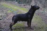 Étalon Bull Terrier Miniature - gang-staff E-rotic