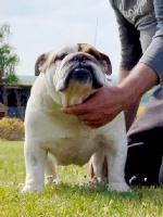 Étalon Bulldog Anglais - D'Or Wood Palombella rossa