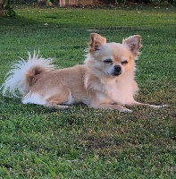 Étalon Chihuahua - Messi (Sans Affixe)
