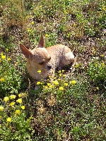 Étalon Chihuahua - Myrtille du manoir aux peupliers