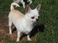 Étalon Chihuahua - Orizaba du porche jaune