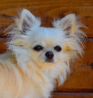 Étalon Chihuahua - regalos maya Oniska