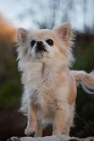 Étalon Chihuahua - Hiléou Du clos champcheny 