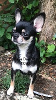 Étalon Chihuahua - Perle d?amour Du Parc d'Elouwen