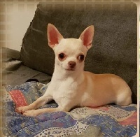 Étalon Chihuahua - Nemesis de L'Arbre des Batailles