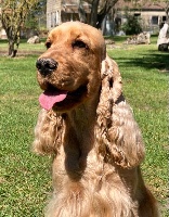 Étalon Cocker Spaniel Anglais - Pink lady de la terre d'Opale