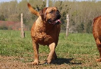 Étalon Dogue de Bordeaux - CH. Orange Unbelievadog