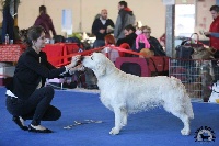 Étalon Golden Retriever - CH. Never without a vision on Angels of Tara