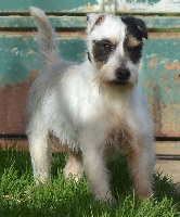 Étalon Jack Russell Terrier - Just for the blood Du site corot