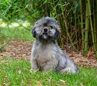 Étalon Lhassa Apso - Olympe de dame nature