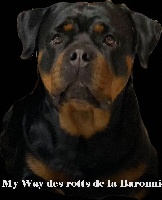 Étalon Rottweiler - My-way des Rotts de la Baronnie