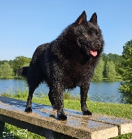 Étalon Schipperke - CH. Maximus du dragon rouge de jupiter