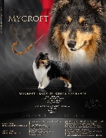 Étalon Shetland Sheepdog - Mycroft black du Cèdre Enchanté