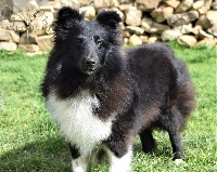 Étalon Shetland Sheepdog - nyx thea tis nychtas du Royaume d'Angélique