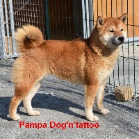 Étalon Shiba - Pampa Dog'n'Tatoo