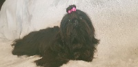 Étalon Shih Tzu - Rose (Sans Affixe)