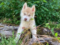 Étalon Siberian Husky - Magic Wolf Super twix