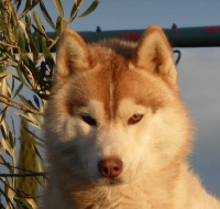 Étalon Siberian Husky - Spirit Of The Wind's On fire dit oural