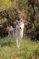 Étalon Siberian Husky - Reena de L'Igloo des Sables