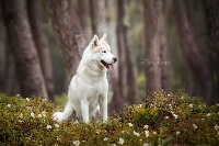 Étalon Siberian Husky - Once upon time Des garrigues du loup de canebas