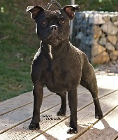 Étalon Staffordshire Bull Terrier - Oria Of Dark Lands