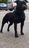 Étalon Staffordshire Bull Terrier - Olblack full time sister Du Domaine Des Kyanites