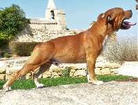 Étalon Staffordshire Bull Terrier - Nano ofthekindmonsters