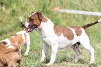 Étalon Staffordshire Bull Terrier - Everybody's Got Olala