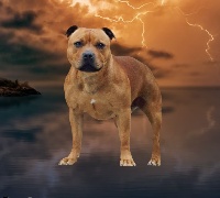 Étalon Staffordshire Bull Terrier - Pride and love Imperial Red Bull