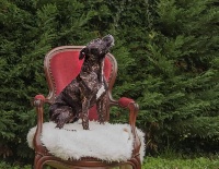 Étalon Staffordshire Bull Terrier - Miss golden girl Of The Golden's Crew
