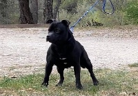 Étalon Staffordshire Bull Terrier - Nash lughnasad paddy s of Celtic Oak
