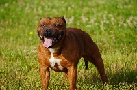 Étalon Staffordshire Bull Terrier - Prada ii (Sans Affixe)