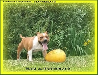 Étalon Staffordshire Bull Terrier - Staffordland Pearl