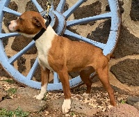 Étalon Staffordshire Bull Terrier - Puma of Knightwood Oak