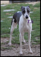 Étalon Whippet - Rhapsodie De La Truffe Sacrée