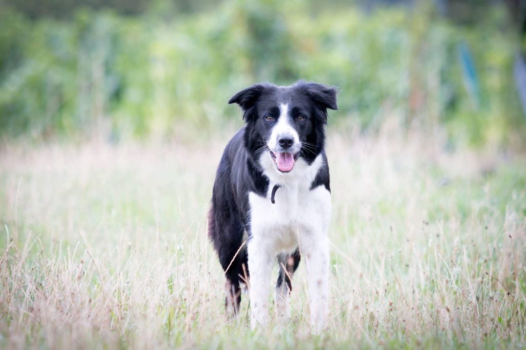 Les Border Collie de l'affixe   Des Vignes Roses