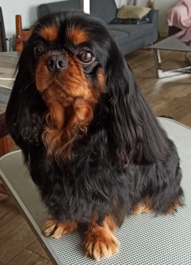 Elevage Cavalier King Charles Cotes D Armor