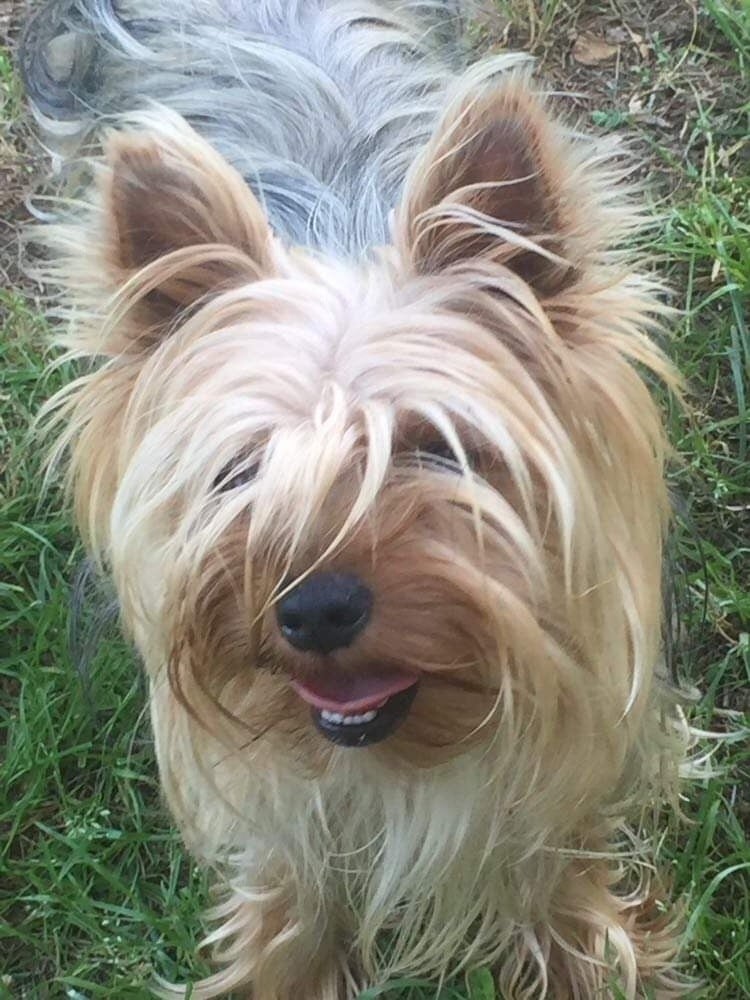 Les Yorkshire Terrier de l'affixe   Des Coquins D'Occitanie