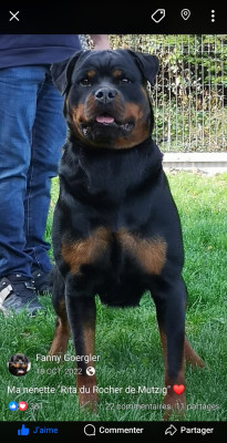 Étalon Rottweiler - Rita du rocher de Mutzig